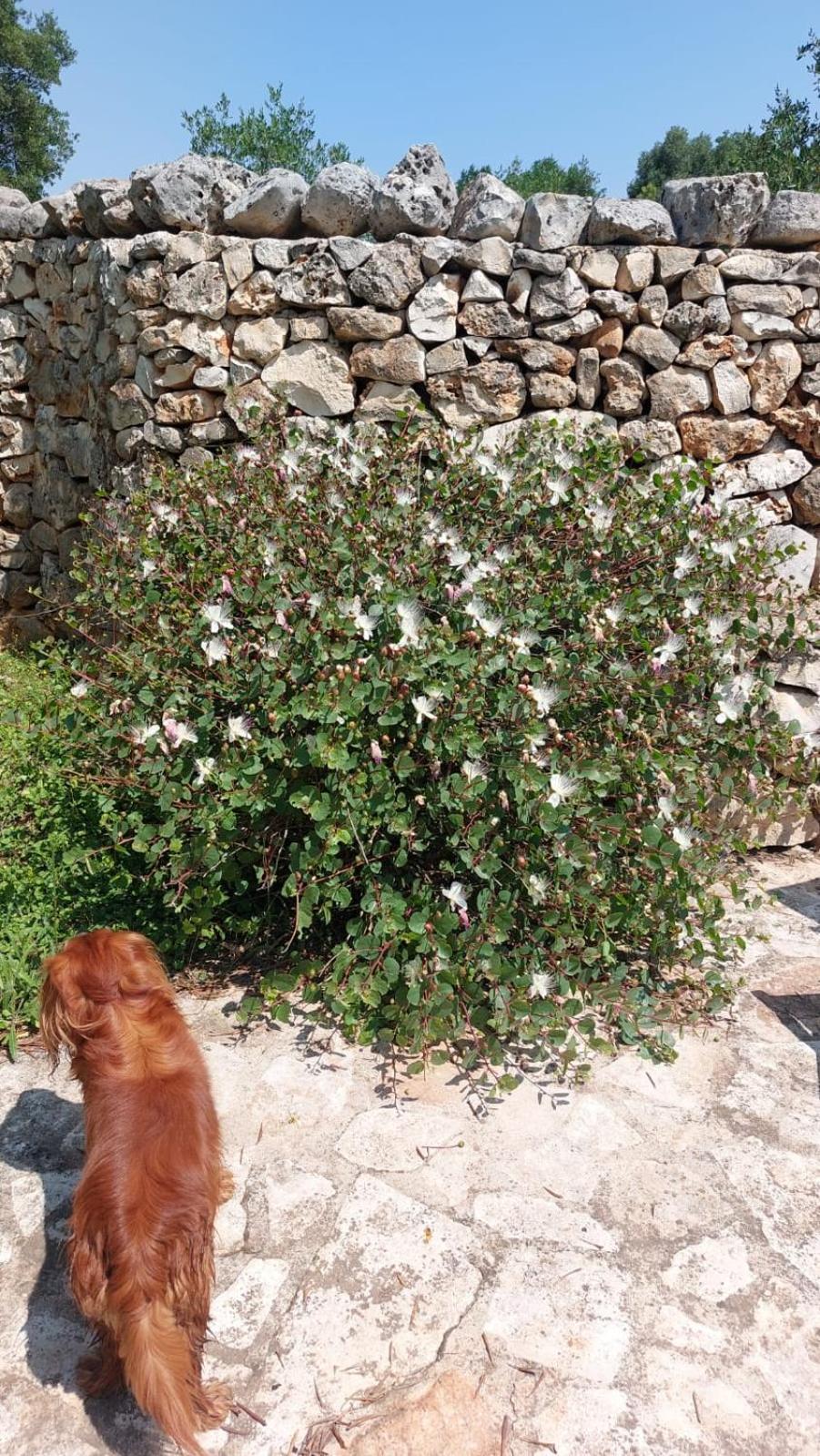 Trulli Aurasia Ostuni Esterno foto