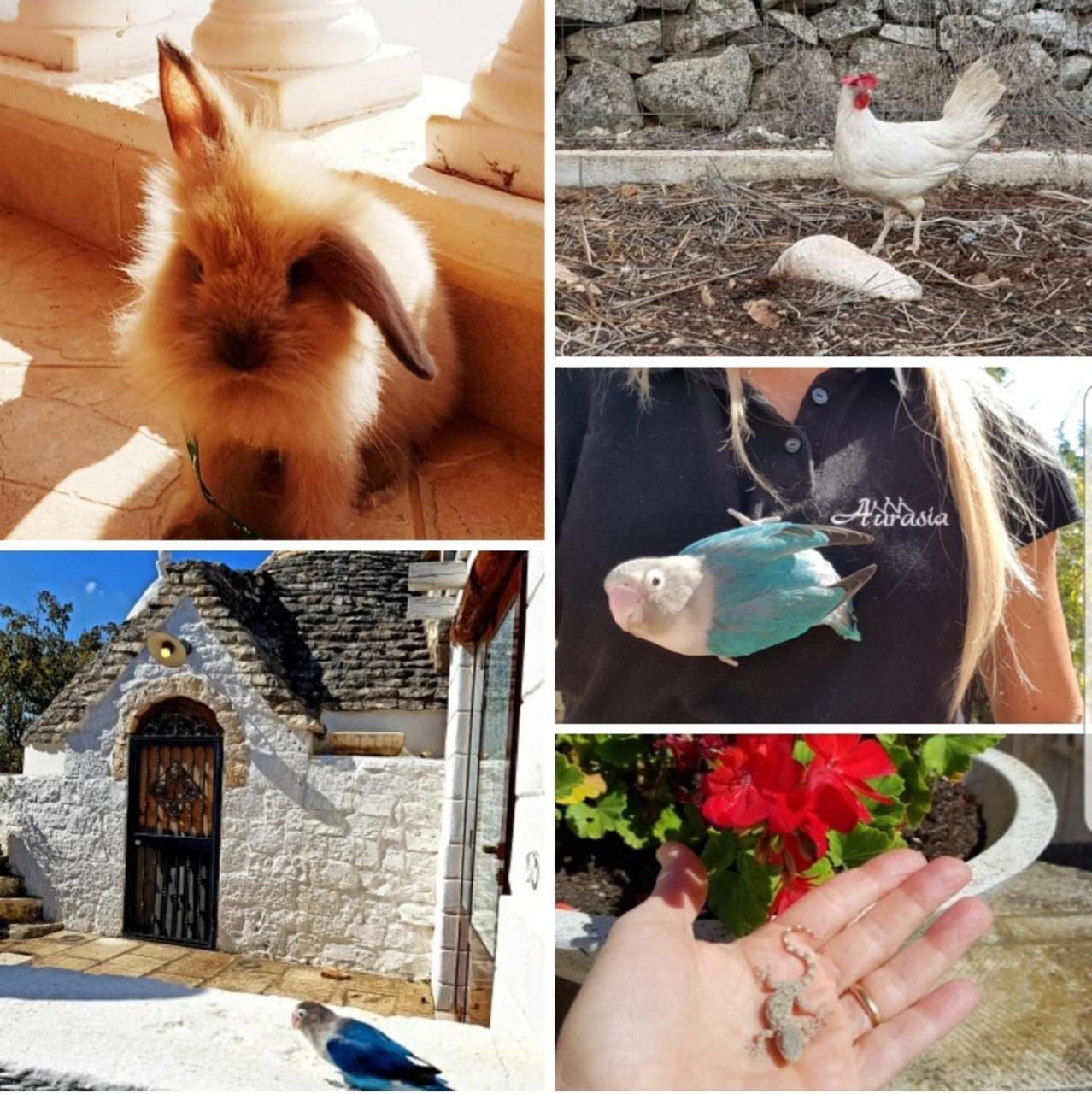 Trulli Aurasia Ostuni Esterno foto